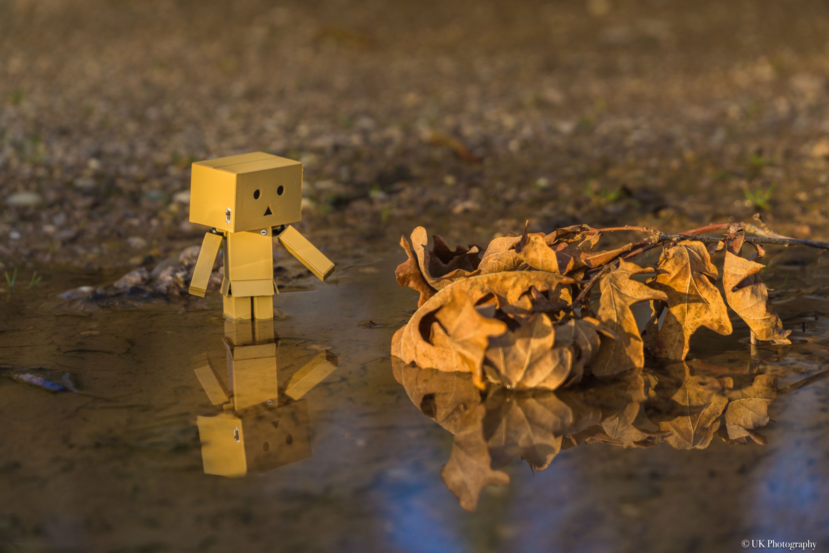 Danbo on Tour